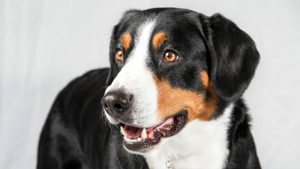 Beautiful Entlebucher Mountain Dog