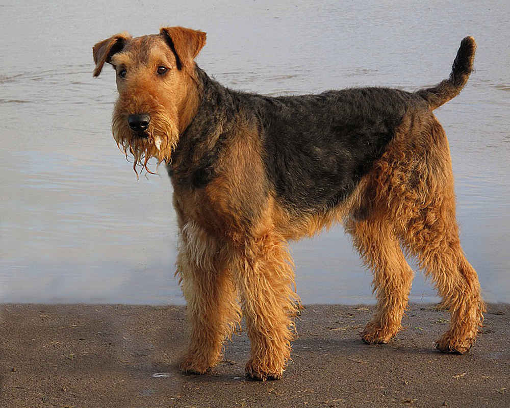Color Airedale