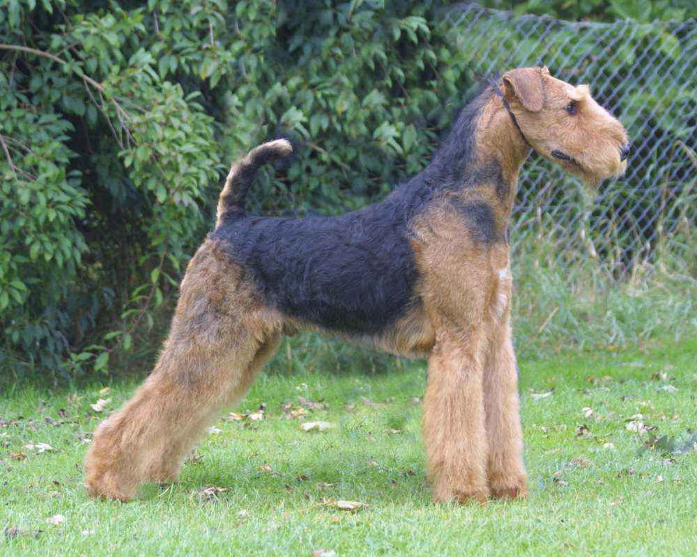 Airedale Terrier - photo