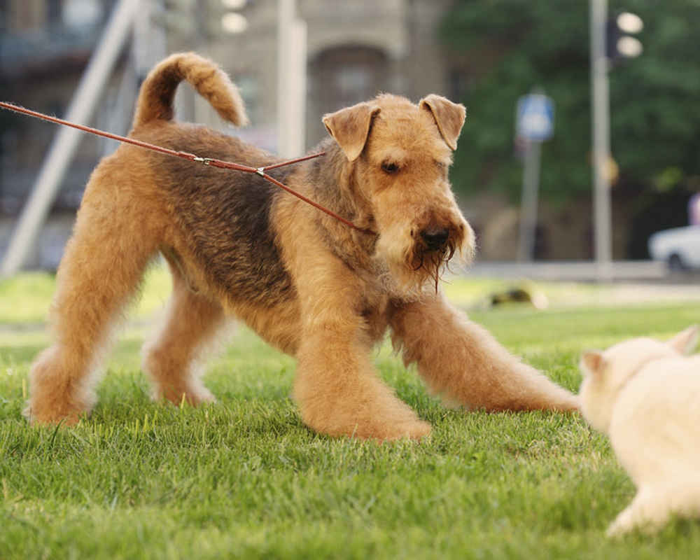 Airedale Terrier for a walk