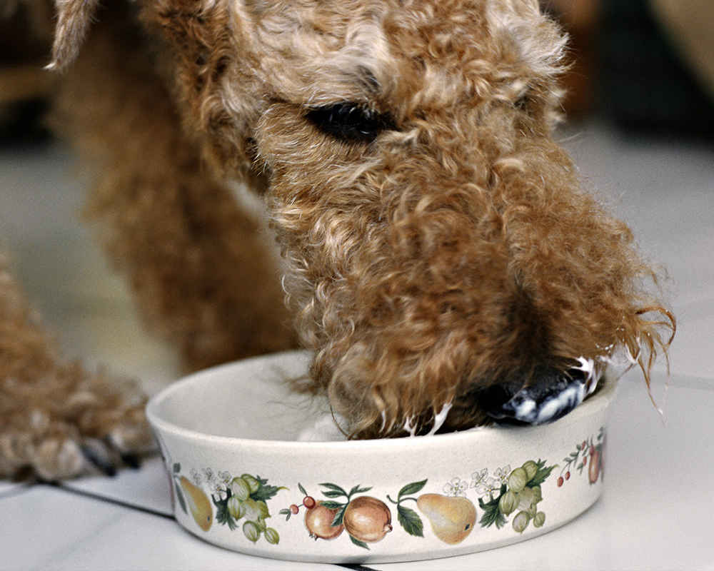 Food for the Airedale