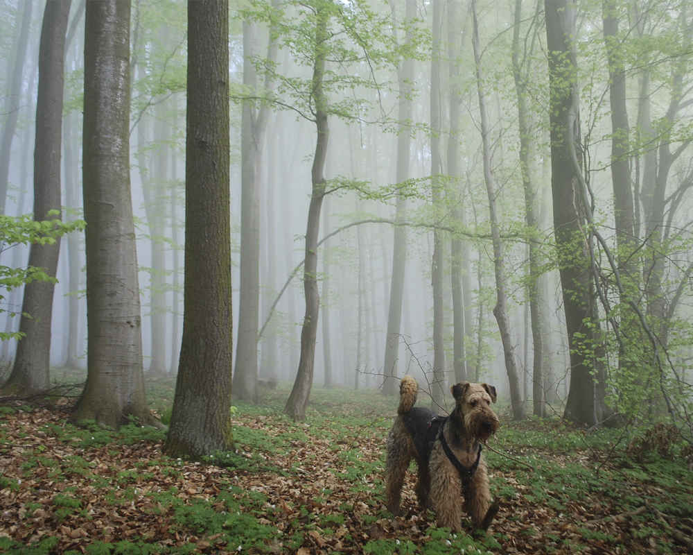 Walking the Airedale