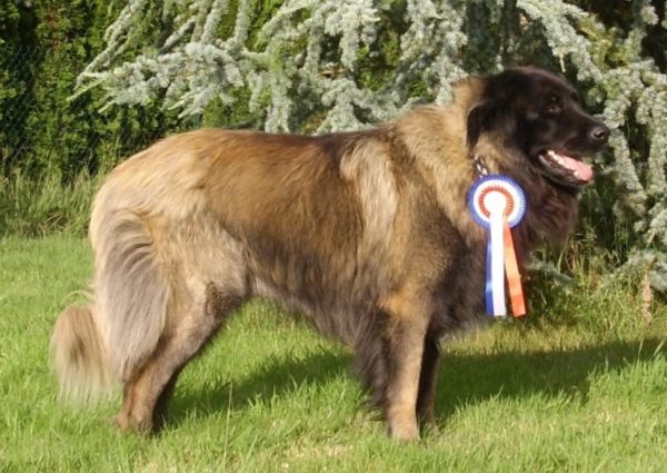 Estrel Shepherd Dog with a reward