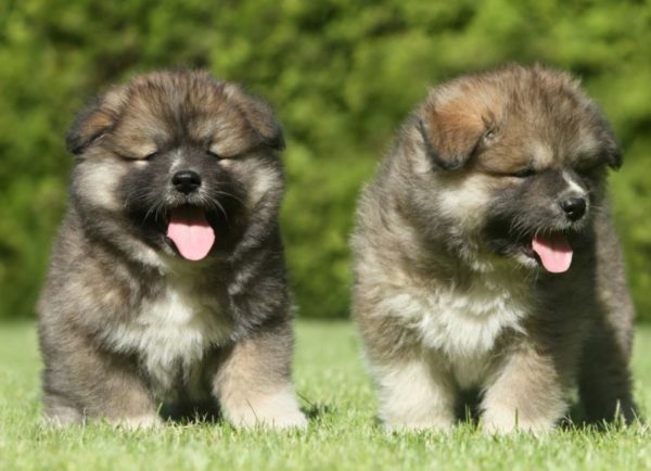 Estrel Shepherd Puppies