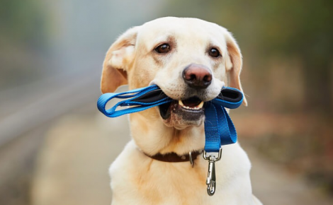 Dog with a leash in his teeth