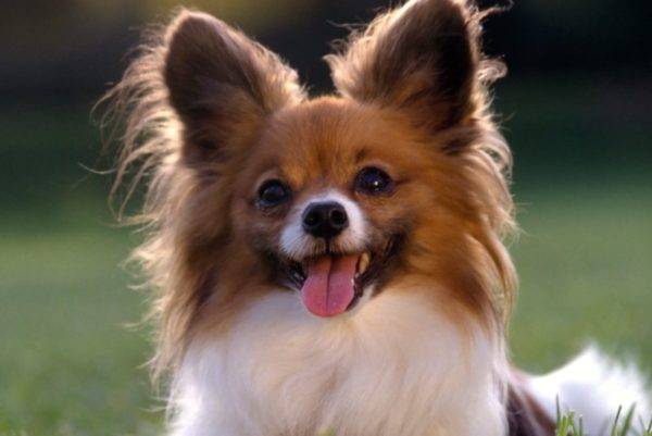 Falen with tongue