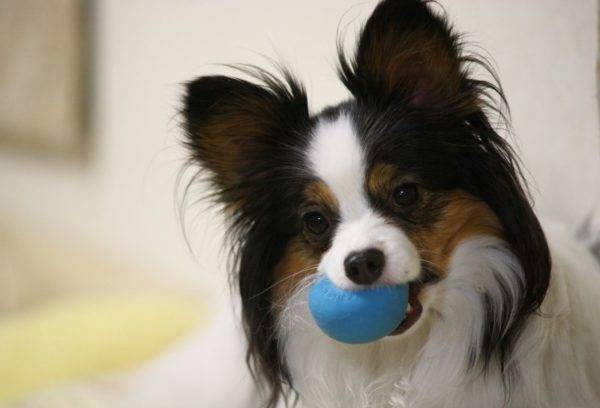 Falen with the ball