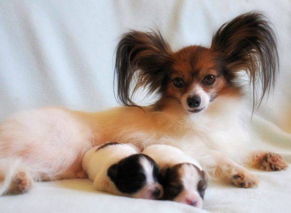 puppies Falena