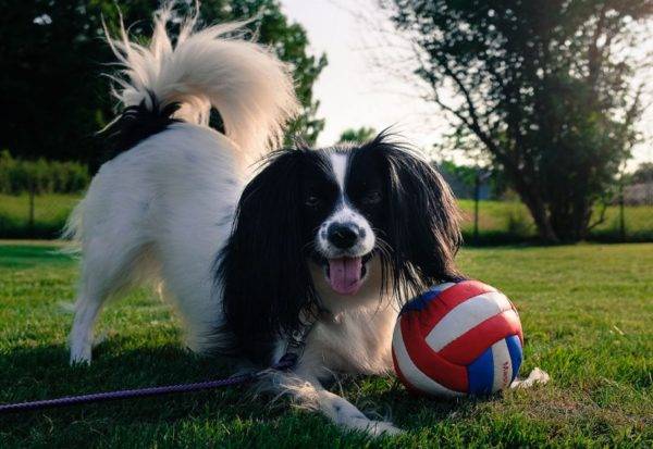 playful falen