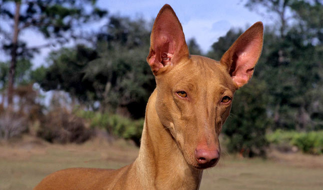 Pharaoh Hound