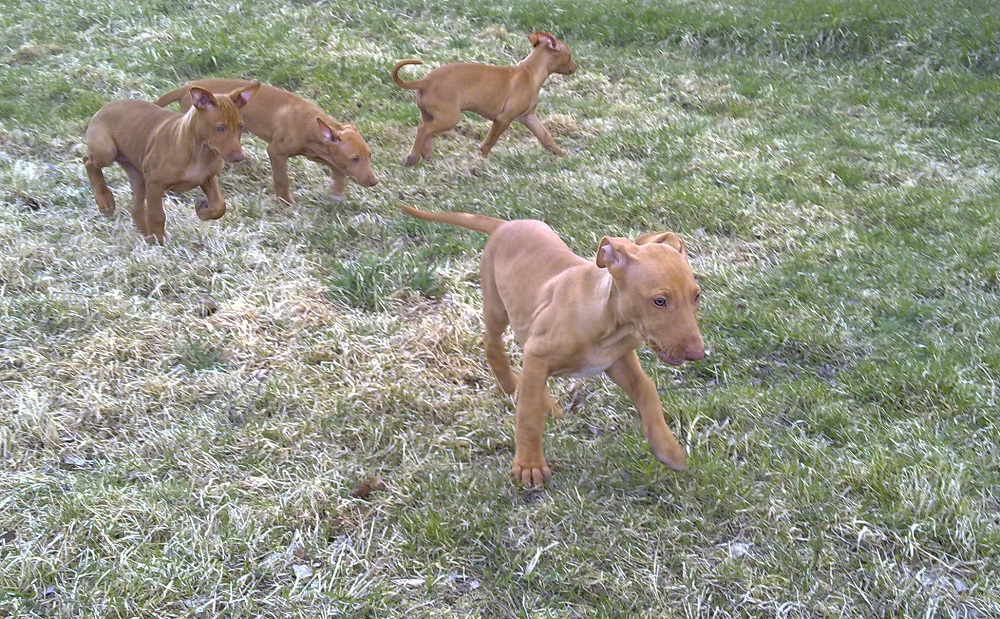 Pharaoh Hound