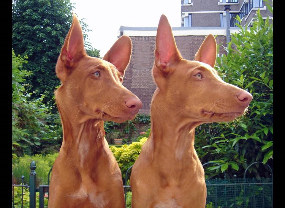 Pharaoh Hound