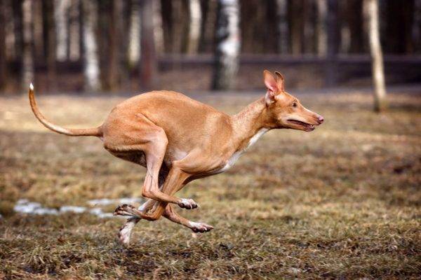 Pharaoh Hound Read the article