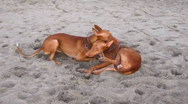 Pharaoh Hound is a beautiful breed