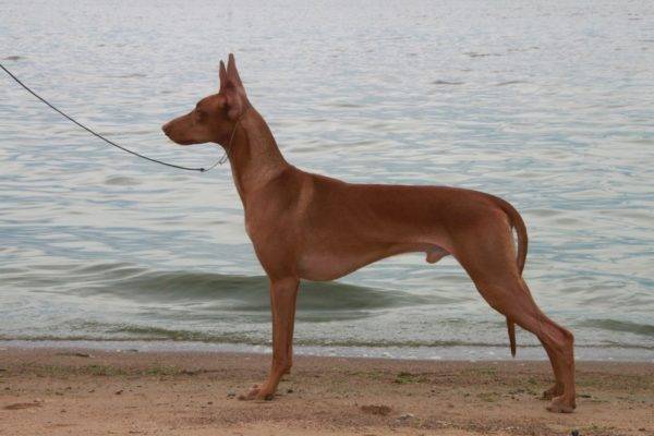 Pharaoh Hound breed description
