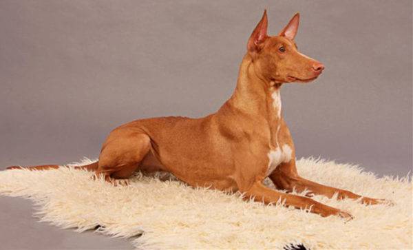 Pharaoh's dog lies
