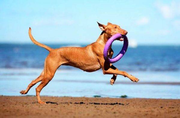 Pharaoh Hound with a toy