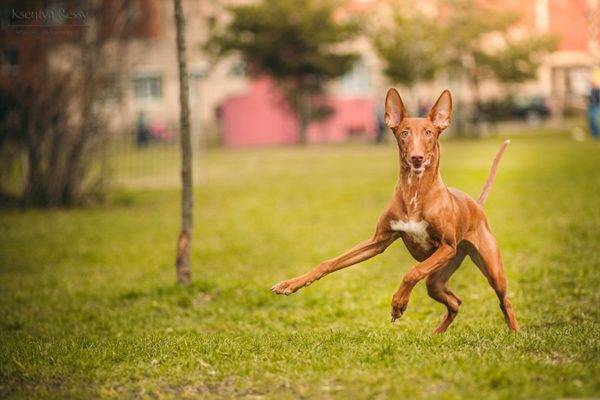 Pharaoh Hound in nature