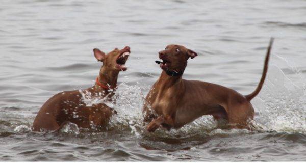 Pharaoh dogs in the water
