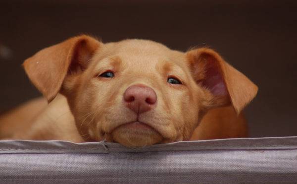 Pharaoh's dog muzzle