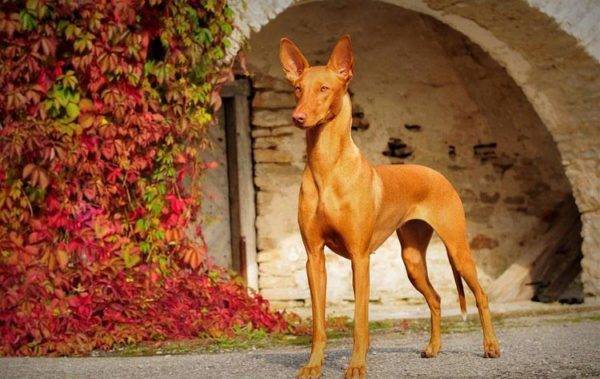 Pharaoh Hound on a beautiful background