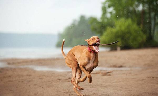 Pharaoh Hound with a stick