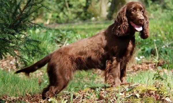 Field Spaniel is worth it