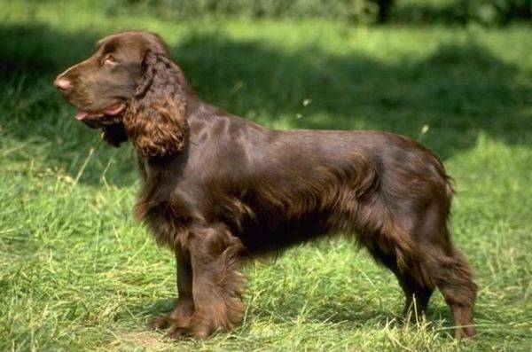 Field Spaniel for a walk