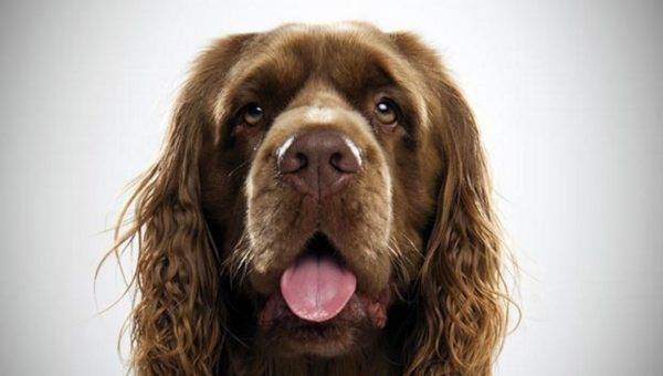Field Spaniel is watching.