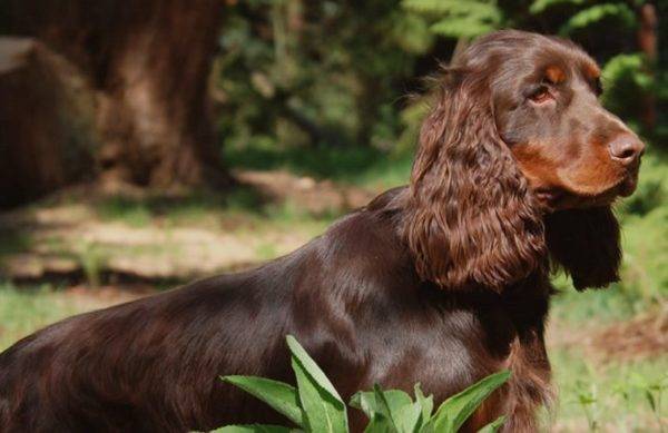 Field Spaniel in the Forest