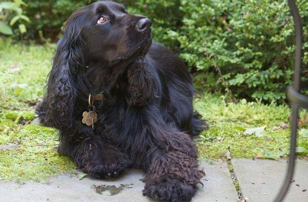 Field Spaniel wallowing