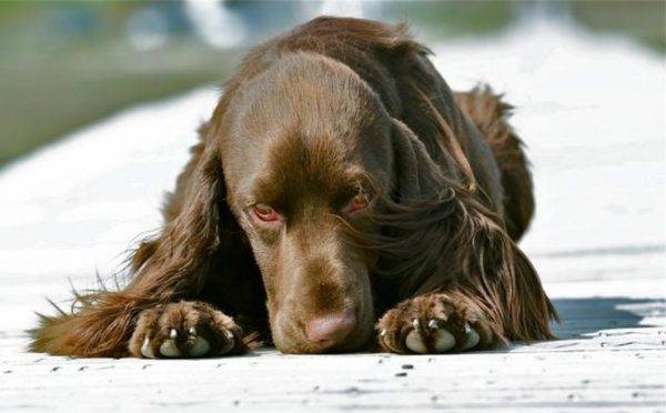 cute Field Spaniel