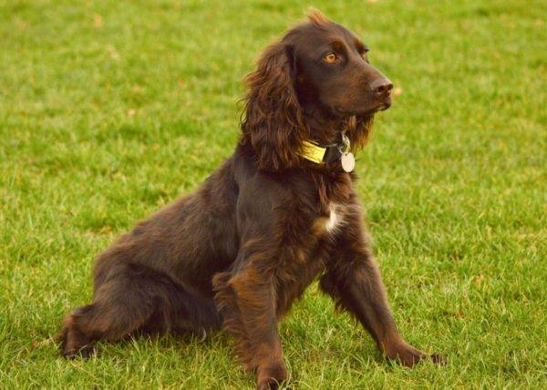 cute Field Spaniel