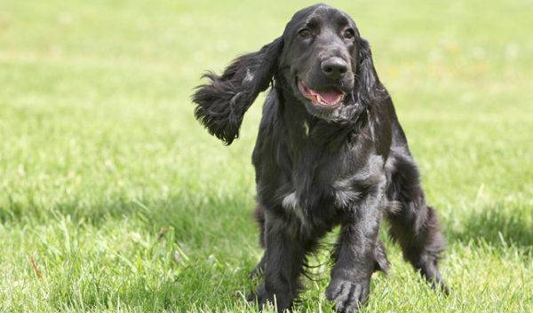 funny field spaniel
