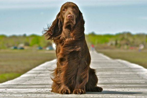 Field Spaniel sits