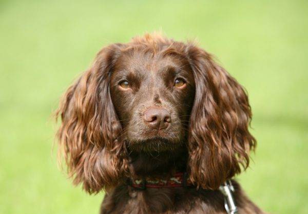 muzzle of the Field Spaniel