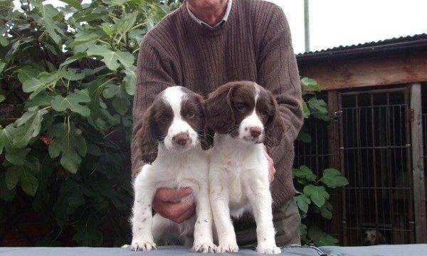 Field Spaniel puppies