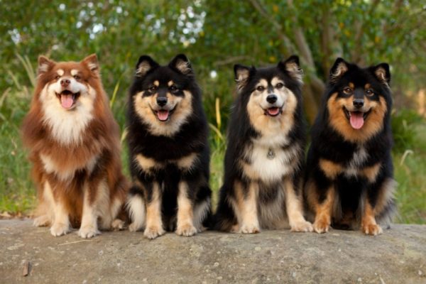 Finnish Lapphund read the article
