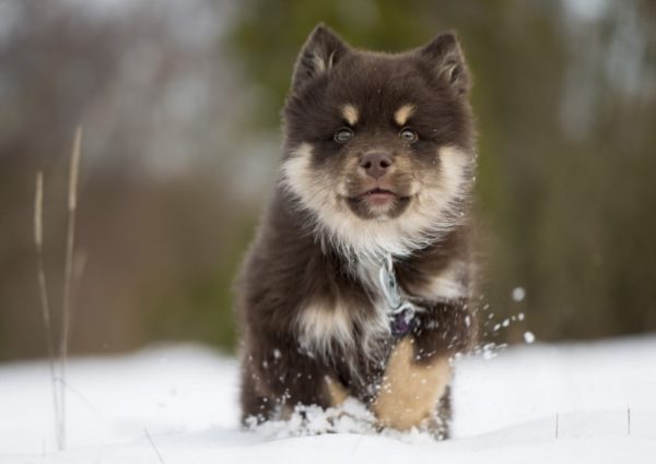 Puppy of the Finnish Lapphund