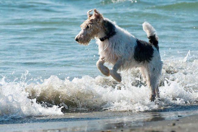 Fox Terriers love to swim and frolic in the water.