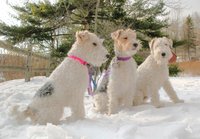 Fox Terriers are good hunters and are easy to train.