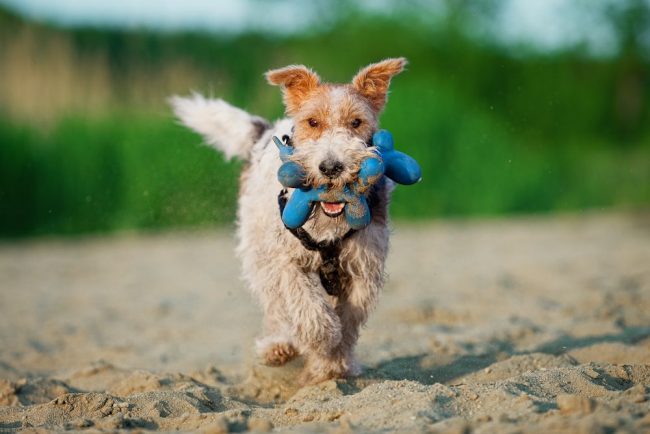 Fox Terriers need good physical activity.