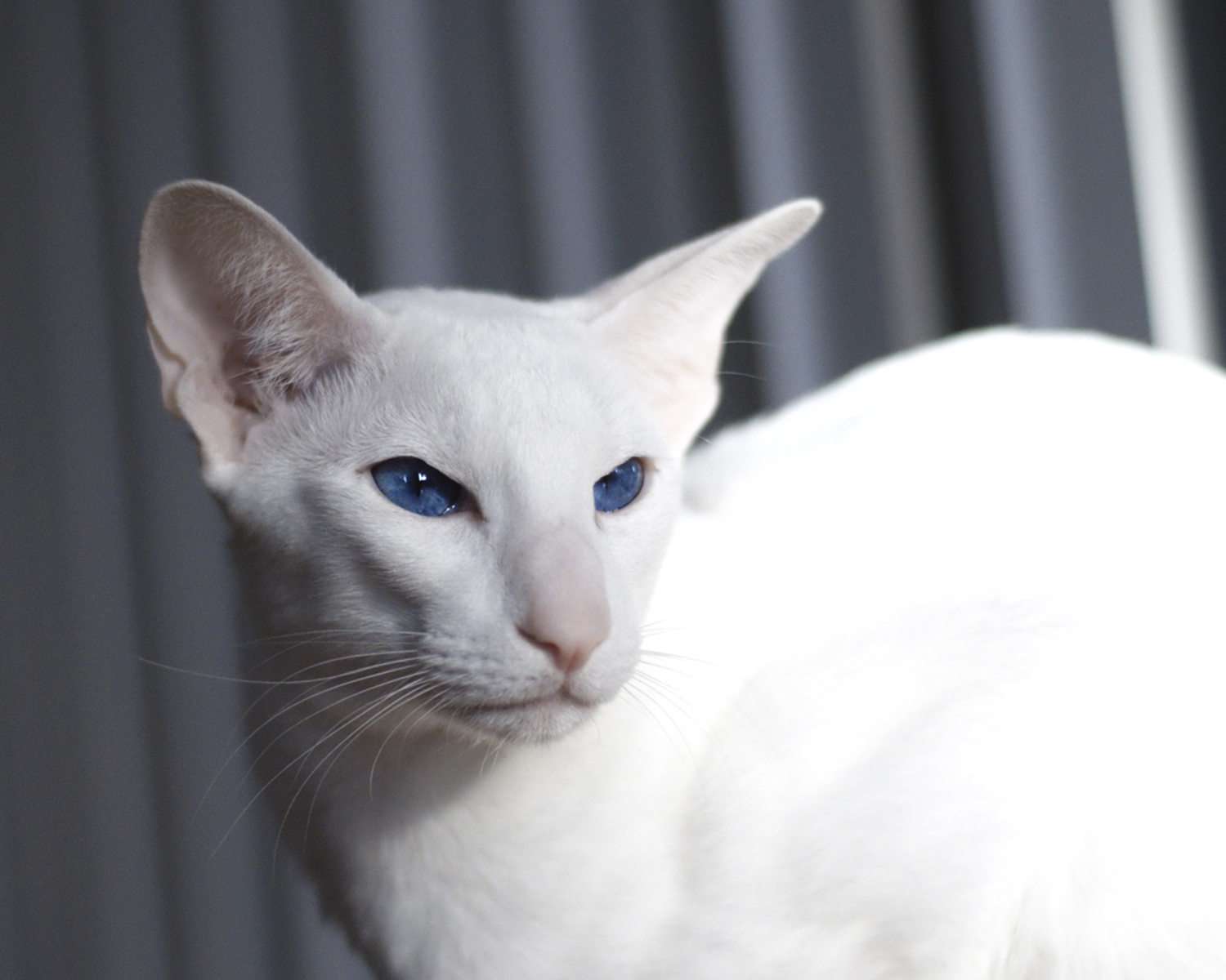 forin white cat