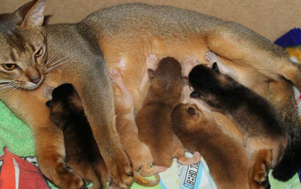 Photo and development of the Abyssinian kitten in 1 -9 month
