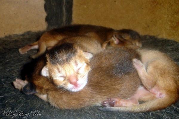 Photo and development of the Abyssinian kitten in 1 -9 month