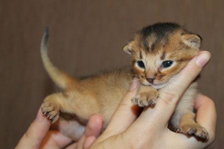 Photo and development of the Abyssinian kitten in 1 -9 month