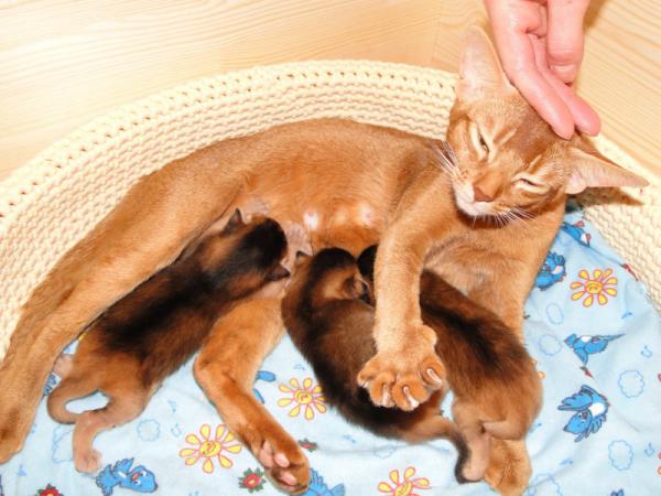 Photo and development of the Abyssinian kitten in 1 -9 month