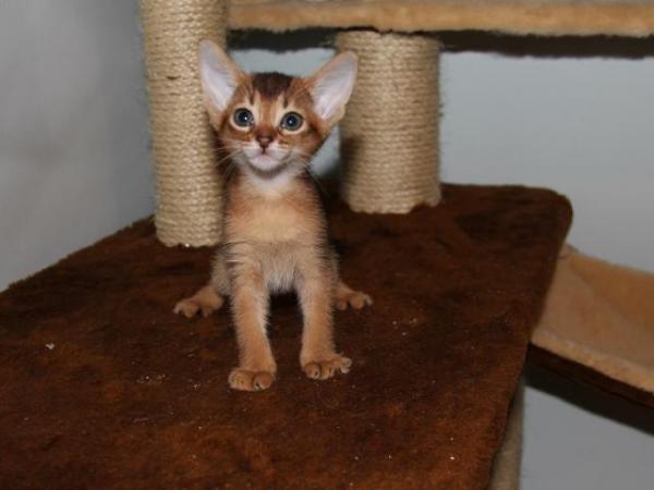 Photo and development of the Abyssinian kitten in 1 -9 month
