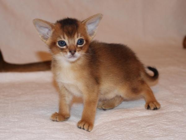 Photo and development of the Abyssinian kitten in 1 -9 month