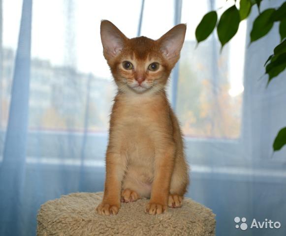 Photo and development of the Abyssinian kitten in 1 -9 month